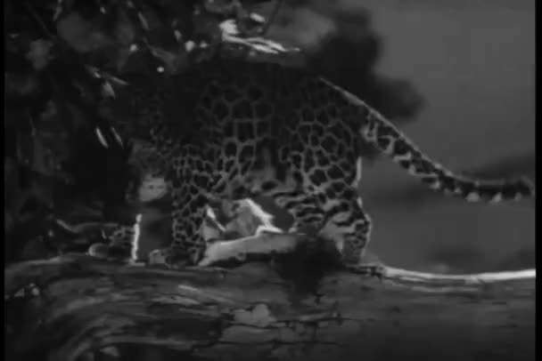 Primer Plano Leopardo Caminando Rama — Vídeo de stock