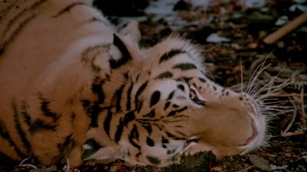Detail Tygr Ležící Zádech Zemi Roku 1980 — Stock video