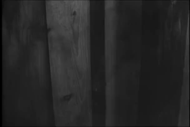 Zbliżenie Pobudzone Kły Dzikich Zwierząt Łożyska Płotem 1950 Roku — Wideo stockowe