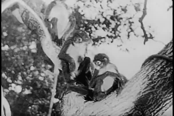 Quatro Macacos Sentados Numa Árvore — Vídeo de Stock