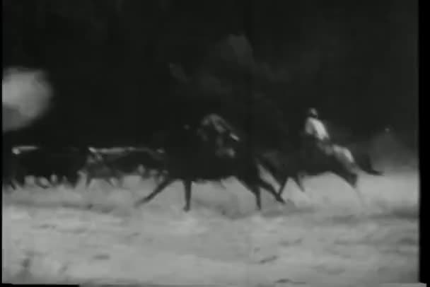 Ковбои Лошадях Крадут Стадо Скота — стоковое видео