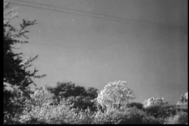大拍蝙蝠在树上飞舞 — 图库视频影像