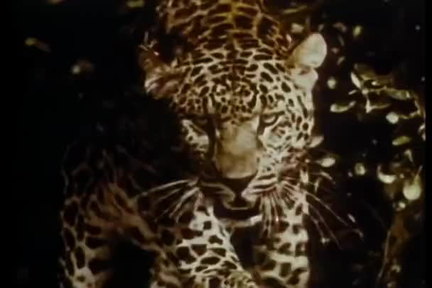 Primo Piano Del Leopardo Ringhiante — Video Stock