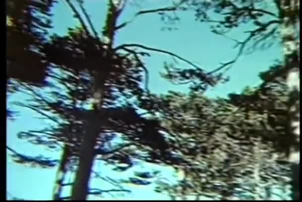 Πάνινγκ Κορυφή Των Δέντρων Γραφική Θέα — Αρχείο Βίντεο