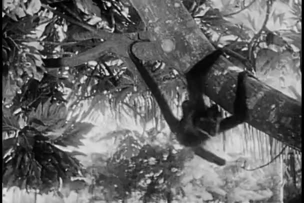 Małpa Wahadłowy Drzewa — Wideo stockowe