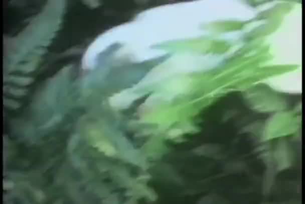 Lapin Blanc Courant Dans Forêt — Video