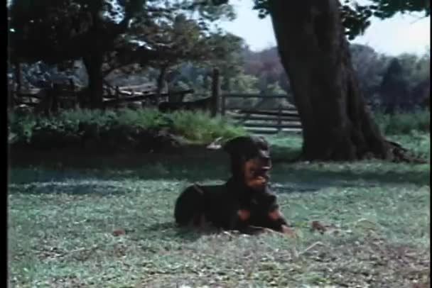 Двоє Собак Лежать Траві Дворі — стокове відео