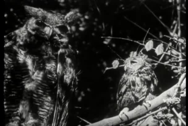 Μοντάζ Άγριων Ζώων Κουκουβάγιες Ιπποπόταμοι Γκνου Λεοπαρδάλεις Λιοντάρια Ύαινα — Αρχείο Βίντεο