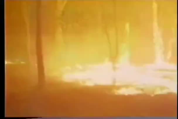 荒れ狂う森林火災を消すしようとすると 消防士 — ストック動画