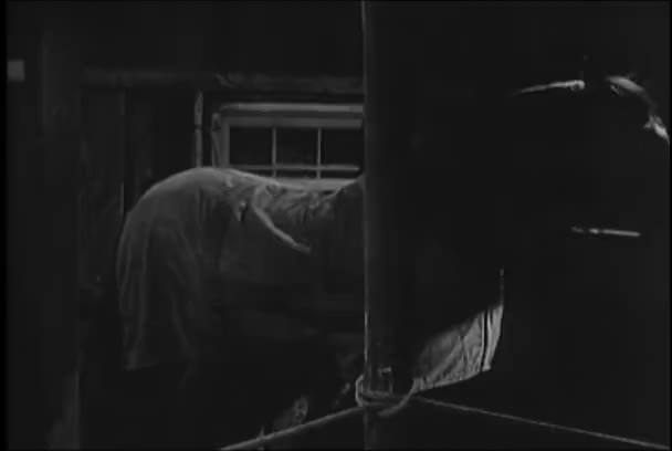 Couverture Selle Cheval Déplaçant Dans Stalle Années 1950 — Video