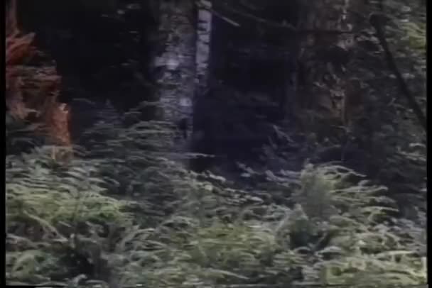 シカの森の中を実行しています — ストック動画