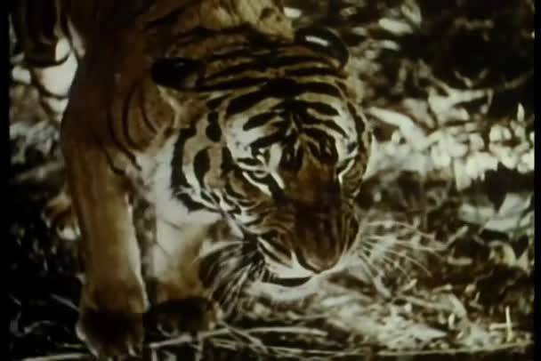 Tygr Pohybující Půvabem Hbitostí Bujné Džungli — Stock video