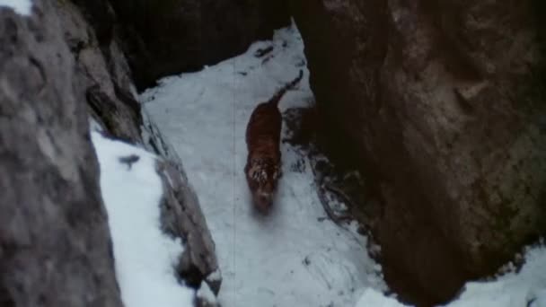 High Angle View Tiger Climbing Snow Covered Rock Ravine — Stock Video