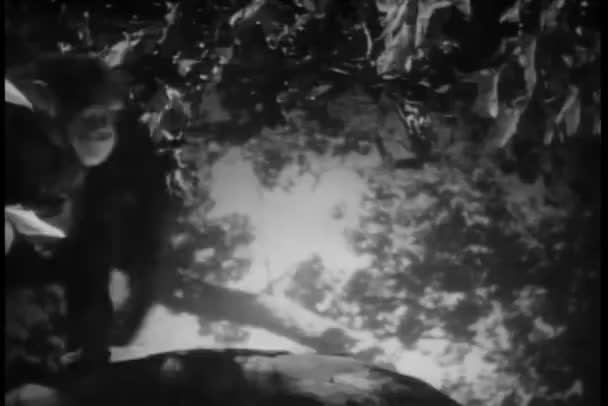 Maymun Ağacında Üzüm Yemek — Stok video