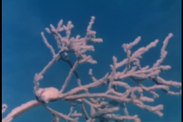 氷の結晶の枝にクローズ アップ — ストック動画