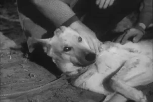 Man Lugna Ner Hunden Liggande Marken Utomhus 1940 Talet — Stockvideo