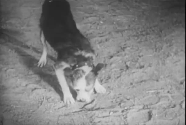 Собака Кладе Золотошукач Рот Підлоги 1930 — стокове відео