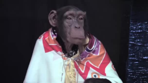 Monkey Cape Sticker Sin Underläpp — Stockvideo