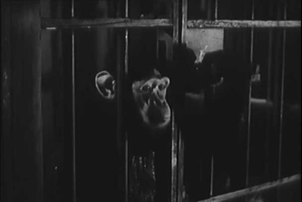 Μαϊμού Ξεκλειδώνοντας Τον Εαυτό Του Έξω Από Κλουβί Στο Εργαστήριο — Αρχείο Βίντεο