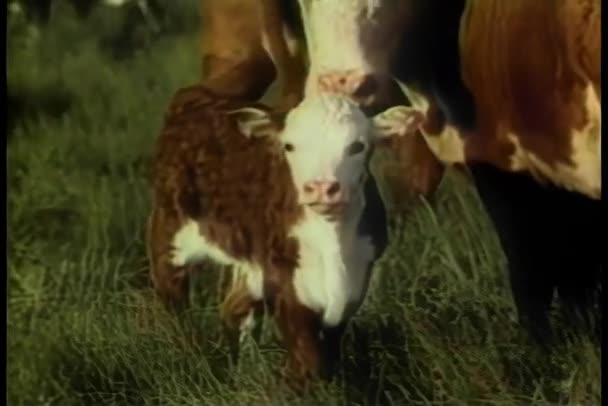 Αγελάδα Μοσχάρι Κύρος Στον Τομέα — Αρχείο Βίντεο