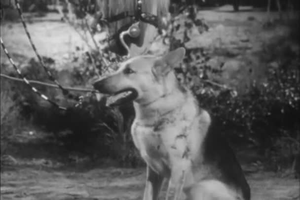 Närbild Hästen Slickar Tyska Shepherd Huvud 1940 Talet — Stockvideo