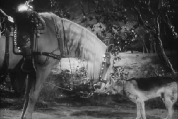 Widok Boku Konia Lizanie Owczarka Niemieckiego 1940 Roku — Wideo stockowe