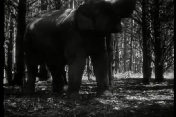 Elefante Llamada Naturaleza — Vídeo de stock