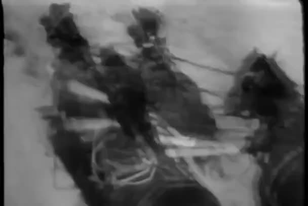 Άλογα Σαγματοποιίας Καλπάζοντας Πάνω Στο Δρόμο Χώρας — Αρχείο Βίντεο