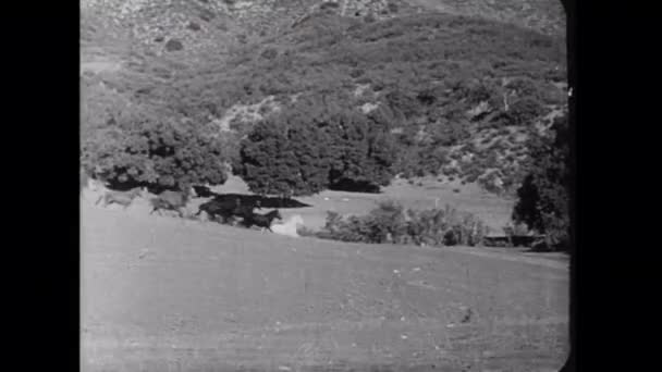 1930 Larda Ovalarda Dört Nala Koşan Vahşi Atların Geniş Bir — Stok video