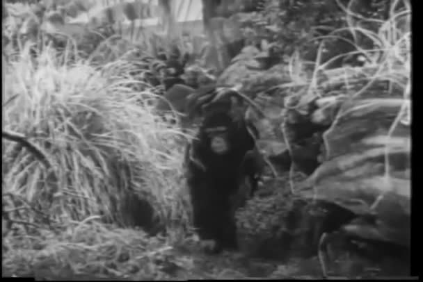Monkey Walking Jungle — Stock Video