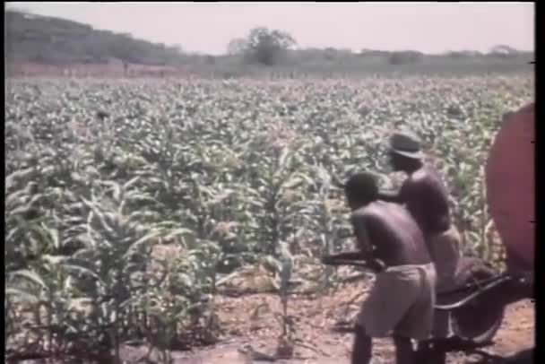 Lavoratori Che Occupano Colture Africa — Video Stock