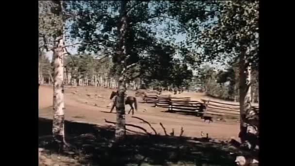 Άνδρα Πόδια Παράλληλα Αγόρι Άλογο Επαρχιακό Δρόμο — Αρχείο Βίντεο