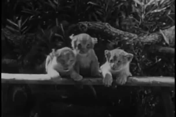 直立靠着板凳在森林中的三个幼狮 — 图库视频影像