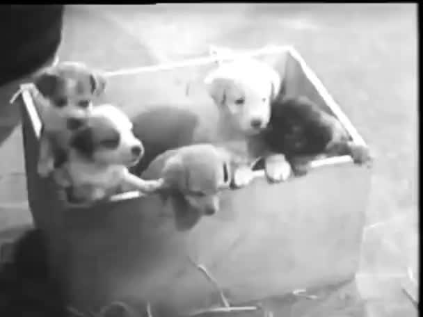 Filhotes Cachorro Olhando Para Lado Caixa Madeira 1940 — Vídeo de Stock