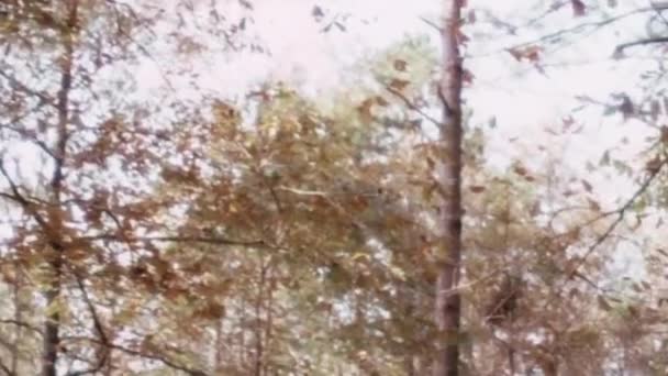 森林の地面に木から落ちてくる鳥 — ストック動画