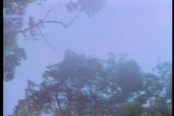 Orman Yolu Aşağı Sopa Demetleri Taşıyan Adam — Stok video