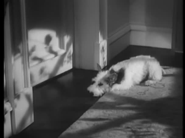 Hond Loopt Kamer Als Man Opent Deur Jaren 1930 — Stockvideo