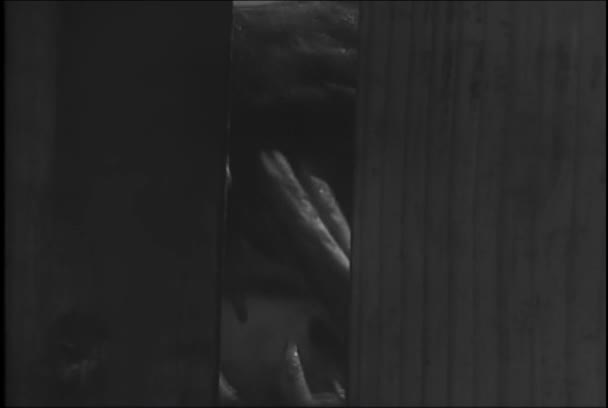 Крупный План Клыков Животных Глазного Яблока Через Забор 1950 Годы — стоковое видео