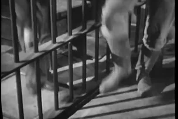 Niedrige Abschnitt Von Zwei Menschen Stampfenden Füßen Gefängnis — Stockvideo