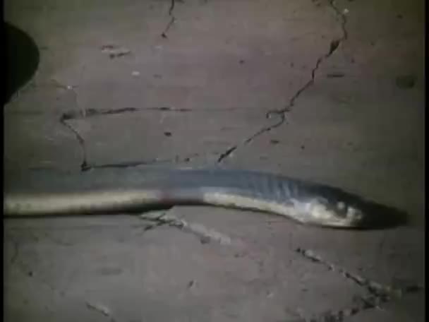 ヘビの広がるフードのハイアングルショット — ストック動画