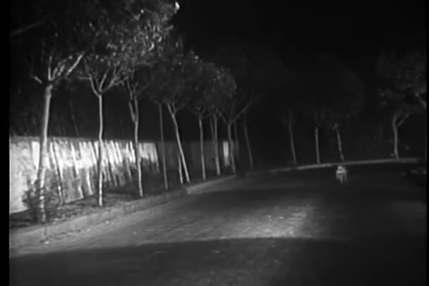 Собака Бежит Пустой Дороге Ночью — стоковое видео