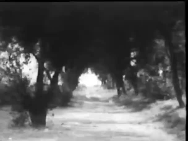 나무의 남자의 — 비디오
