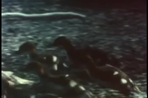 Eend Met Kuikens Zwemmen — Stockvideo