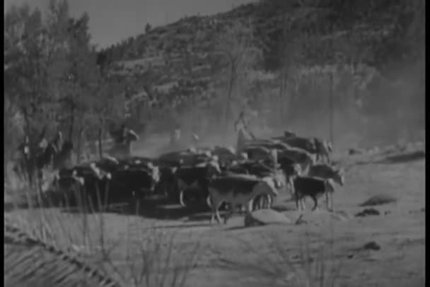 Cowboys Herding Cattle Prairie — Stock Video