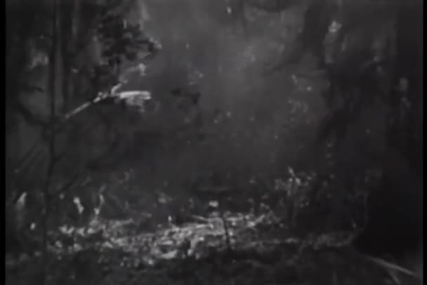 雨の嵐で吹く木のヴィンテージの古い映像 — ストック動画