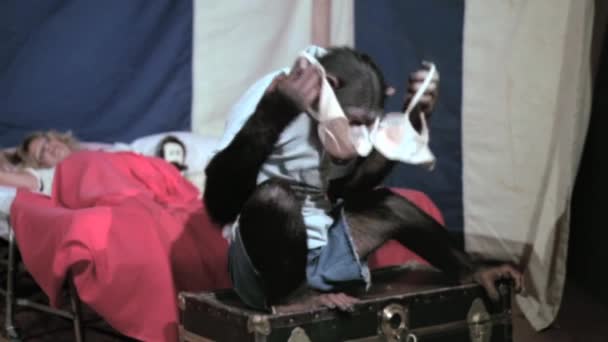Monkey Playing Bra While Woman Sleeps Circus Tent — Stock Video