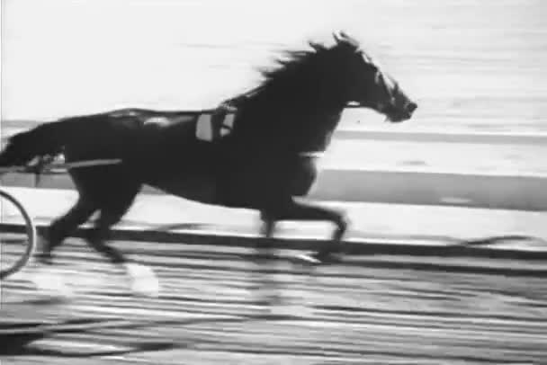 Vintage Aged Footage Horse Trotting Harness Race — Stock Video