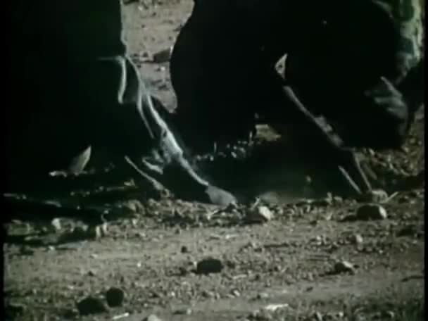 Vintage Wieku Nagrania Żołnierzy Ukrywających Kopalni Polu — Wideo stockowe