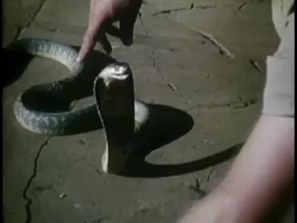 Καλλιεργημένη Εικόνα Του Ανθρώπου Πιάνοντας Φίδι Στην Πίσω Αυλή — Αρχείο Βίντεο