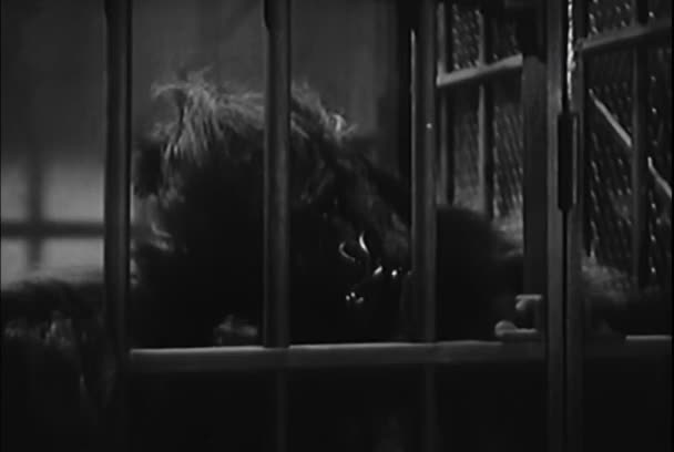 Homem Fato Gorila Saltando Para Cima Para Baixo Gaiola 1950 — Vídeo de Stock